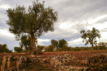 Olive trees in an ancient quarry of stones