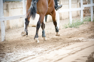 close up of horse hooves trotting