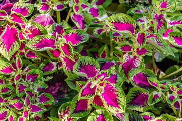 Coleus plant ornamental leaves