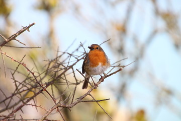 Robin with a bug in it's beak