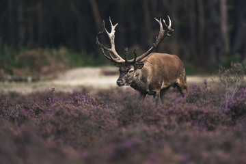 Red deer stag (cervus elaphus) in blooming moor.
