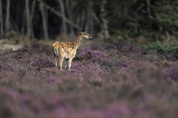 One young red deer (cervus elaphus) in blooming heather.