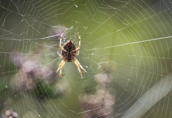 Cross spider in web backlit by sunlight.