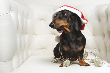 Adorable  dog (puppy) dachshund, black and tan, wearing Santa hat and wrapped in a New Year's garland, ready for Christmas, sits in a white armchair. toned