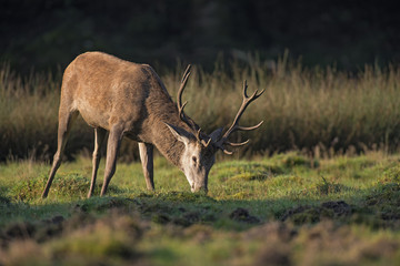 Naklejka na ściany i meble Grazing red deer stag in meadow lit by morning sunlight.