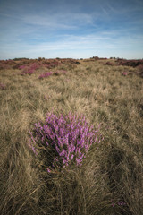 Blooming heather in moorland with blue cloudy sky.