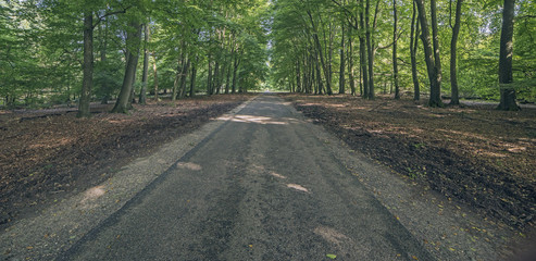 Obraz premium Country road in forest on sunny day. Panorama shot.