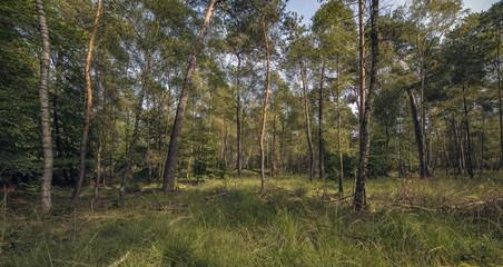 Birch and pine trees in forest under blue sky. Panorama shot.