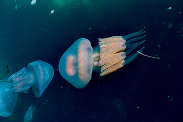 jellyfish