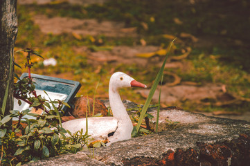 Fototapeta premium duck statue