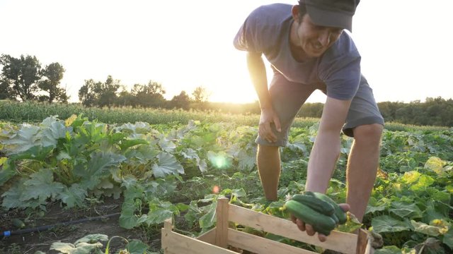 Young male farmer picking cucumber at organic eco farm