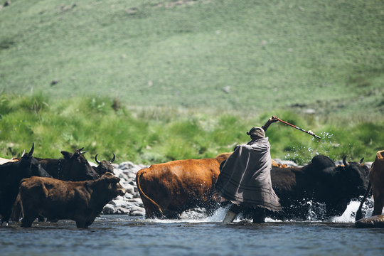 African Basotho herdsman guiding his cattle across a river
