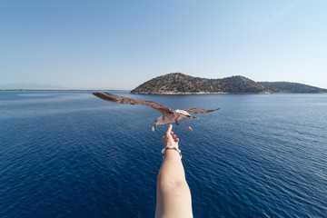Hand feeding a Seagull
