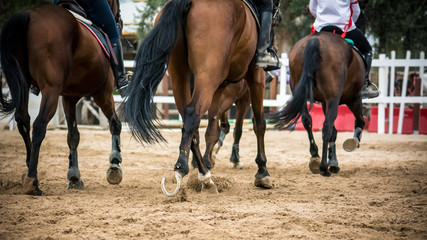 group of riders riding trotting horses
