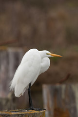 Great Egret - 8601