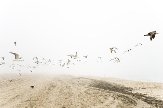 Beach Seagulls Fog