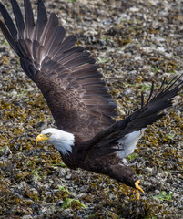 Bald Eagle - 0657
