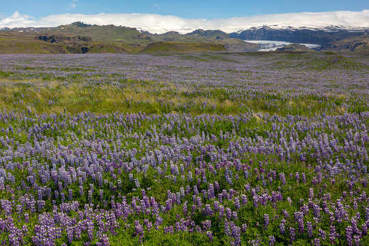 Lupin Landscape, Iceland - 1678