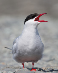 Arctic Tern - 2182