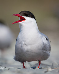 Arctic Tern - 2251