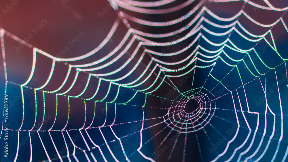 Wall mural beautiful colorful web with dark blurred background in hd ratio 16x9. dewy spider web as internet an
