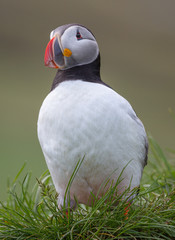 Atlantic Puffin - 3078