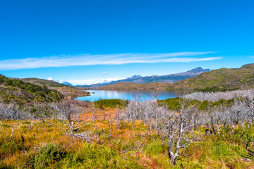 Forest in Torres del Paine National Park in Autumn, Patagonia, Chile