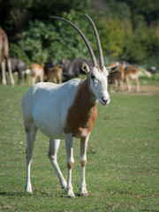 Fototapeta premium Scimitar-horned oryx