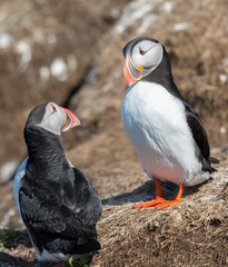 Atlantic Puffins - 7489
