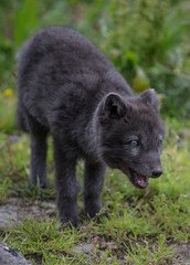 Fototapeta premium Arctic Fox Pup - 8288