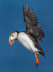 Atlantic Puffin - 8847