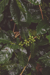 Vintage style of Natural green of unripe arabica coffee pods on the branch are waiting to be harvested