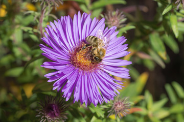 Biene im Herbst sammelt Nektar auf einer Lila Aster © Kolja Chang