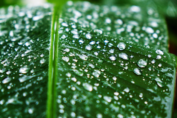 water drops on the leaf after rainny day.