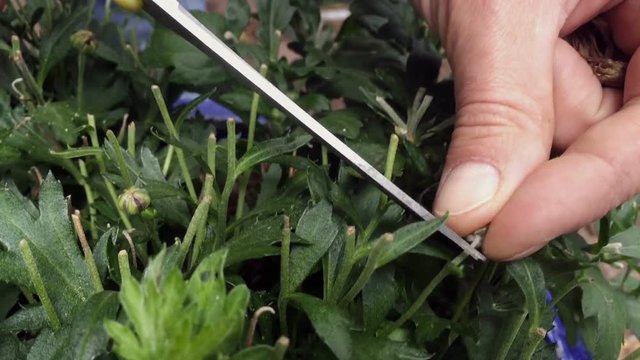 Cleaning out a chrysanthemum flower - close up