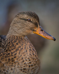 Female Mallard Duck - 4157