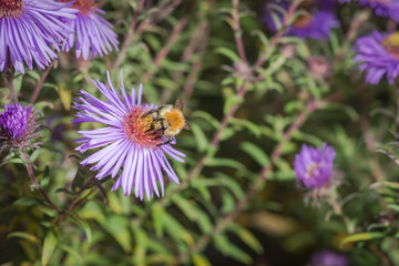 kleine Hummel im Herbst sammelt Nektar auf einer Lila Aster © Kolja Chang