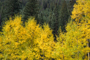 Aspen trees with golden yellow leaves