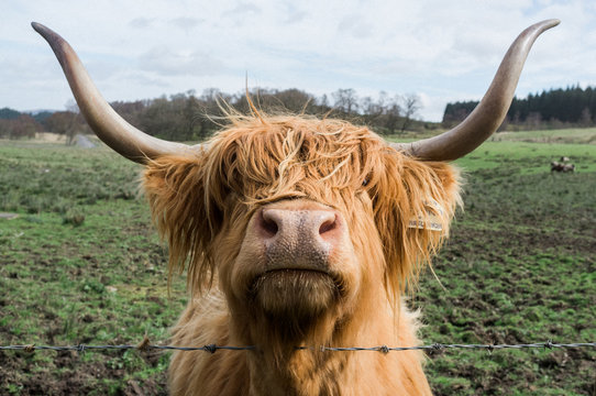 Highland Cow AKA Hairy Coo of Scotland