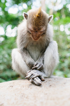 sitting monkey looking down