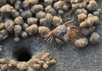 Sand bubbler crab at its hole and sand pellets around