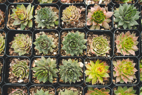 Tray of succulents