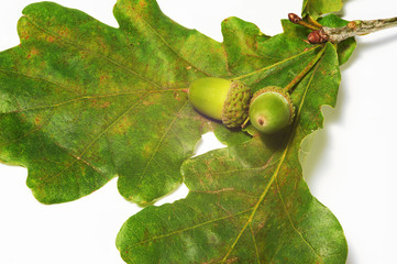 Green acorns and green oak leaves on white background