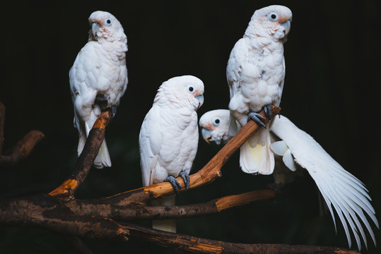white parrot 