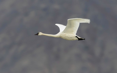 Tundra Swan Flying