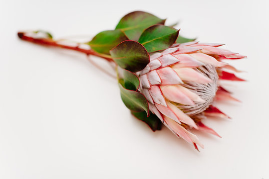 Protea on white background