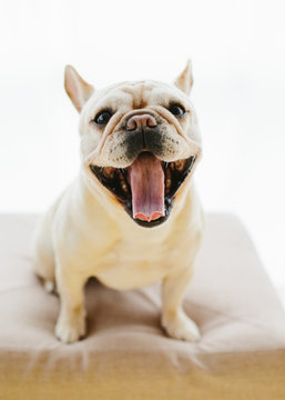 French Bulldog with mouth wide open