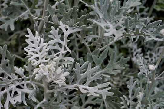 Strange And Bizarre Plant Leaves 