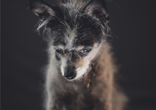 Portrait of a terrier dog