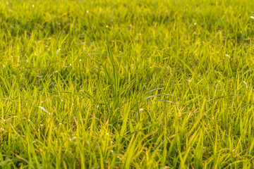 Grass Detail Background